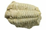 Calymene Celebra Trilobite - Illinois #270065-2